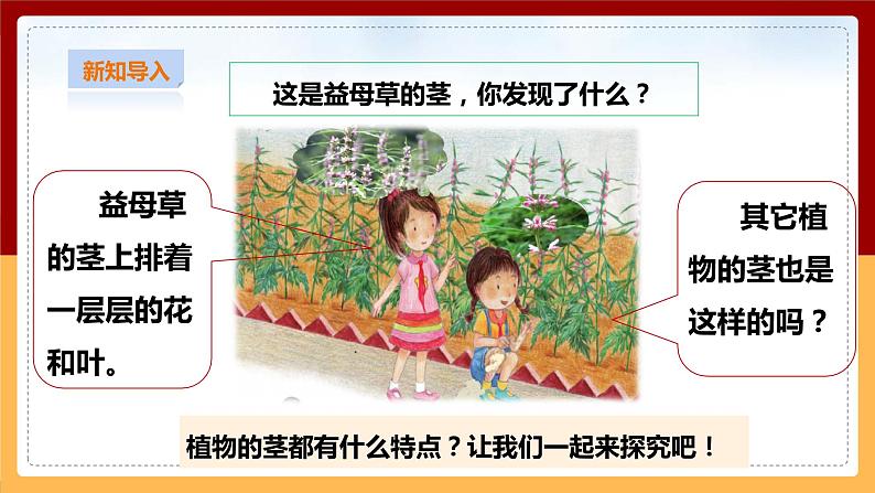 粤教粤科版小学科学三下第三单元第13课时《植物的茎》课件第3页