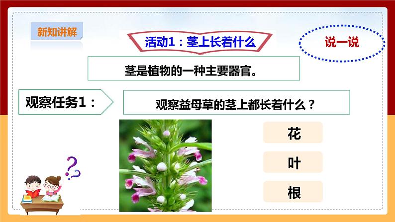 粤教粤科版三下科学  3.13《植物的茎》课件+教案+练习04