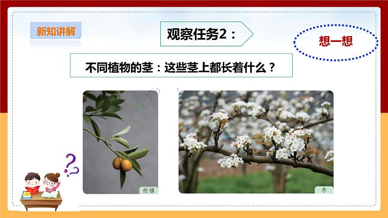 粤教粤科版小学科学三下第三单元第13课时《植物的茎》课件第5页