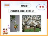 粤教粤科版三下科学  3.13《植物的茎》课件+教案+练习