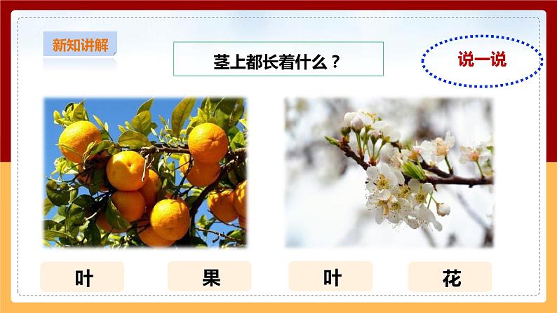 粤教粤科版小学科学三下第三单元第13课时《植物的茎》课件第6页