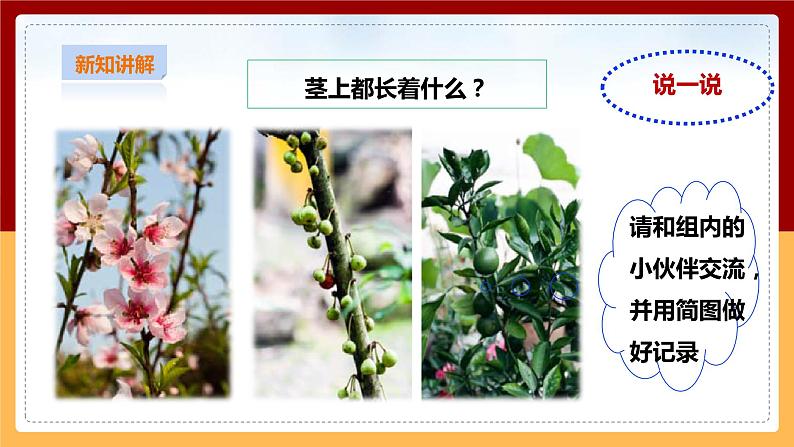 粤教粤科版小学科学三下第三单元第13课时《植物的茎》课件第7页