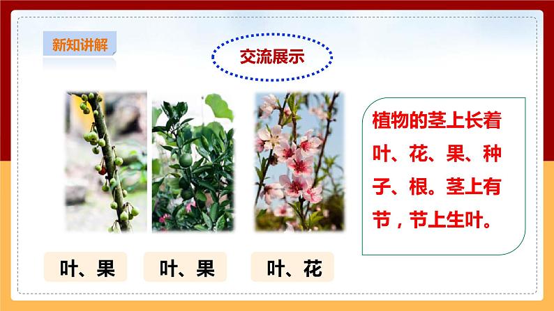 粤教粤科版小学科学三下第三单元第13课时《植物的茎》课件第8页