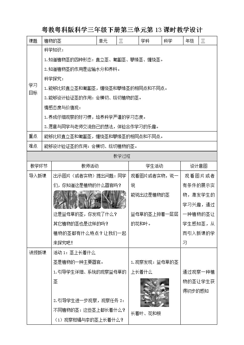 粤教粤科版小学科学三下第三单元第13课时《植物的茎》教案第1页