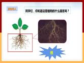 粤教粤科版三下科学  3.14《植物的根》课件+教案+练习