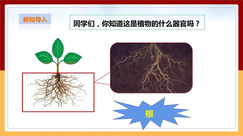 粤教粤科版小学科学三下第三单元第14课时《植物的根》课件第2页