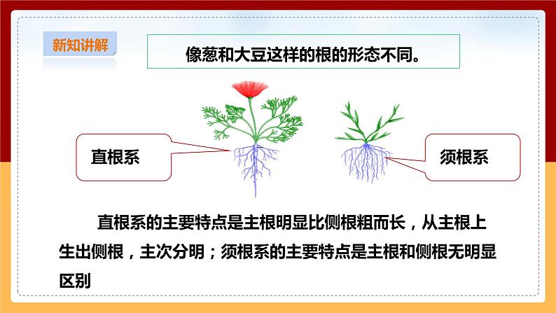 粤教粤科版小学科学三下第三单元第14课时《植物的根》课件第8页