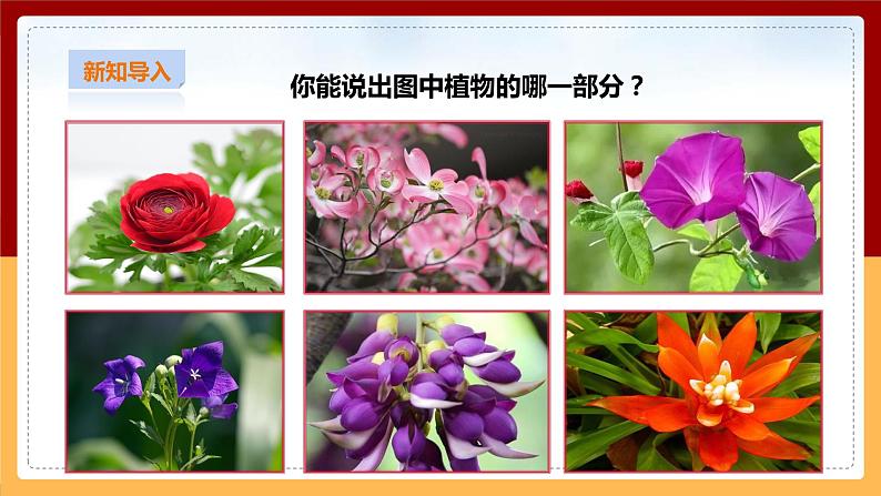 粤教粤科版三下科学  3.15《植物的花》课件+教案+练习02