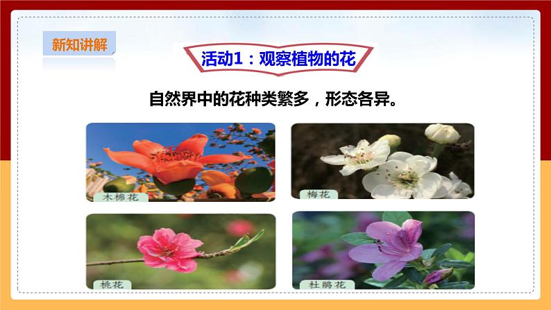 粤教粤科版三下科学  3.15《植物的花》课件+教案+练习04