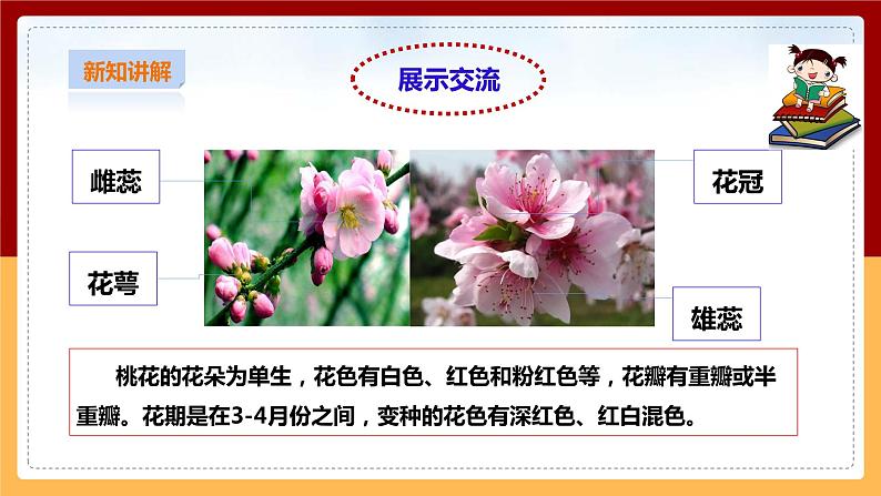 粤教粤科版三下科学  3.15《植物的花》课件+教案+练习07