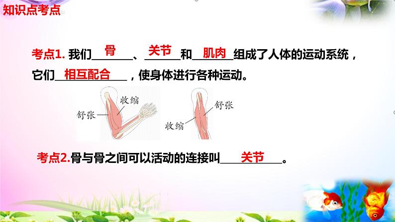 教科版科学五年级上册4.2身体的运动-知识点复习课件+实验+典型试题(动画已调点击出现)第3页