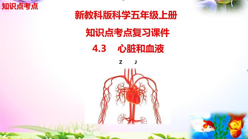 教科版科学五年级上册4.3心脏和血液-知识点复习课件+实验+典型试题(动画已调点击出现)第2页