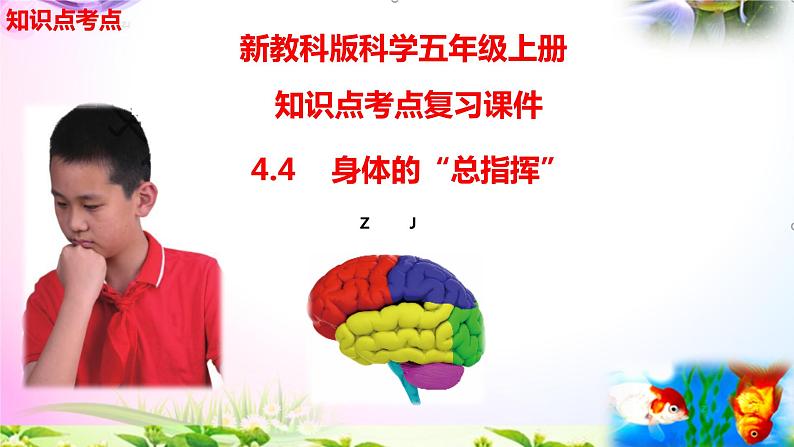 教科版科学五年级上册4.4身体的“总指挥”-知识点复习课件+实验+典型试题(动画已调点击出现) - 副本02