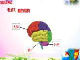 教科版科学五年级上册4.4身体的“总指挥”-知识点复习课件+实验+典型试题(动画已调点击出现) - 副本