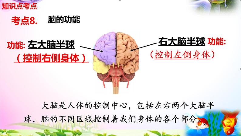 教科版科学五年级上册4.4身体的“总指挥”-知识点复习课件+实验+典型试题(动画已调点击出现) - 副本06