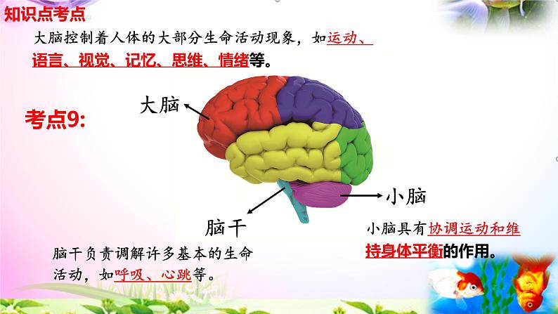 教科版科学五年级上册4.4身体的“总指挥”-知识点复习课件+实验+典型试题(动画已调点击出现) - 副本07