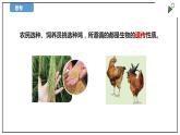 蘇教版六上科學(xué)2.5《生物的遺傳》PPT課件