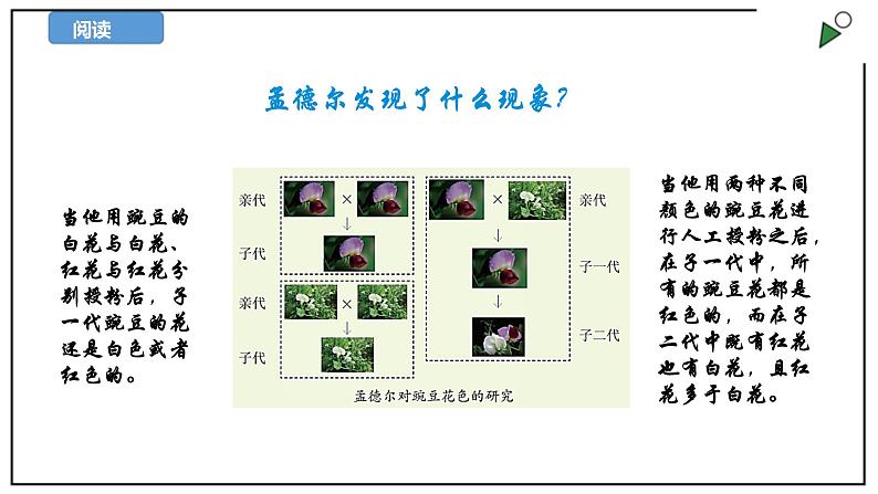 苏教版六上科学2.7《寻找遗传与变异的秘密》PPT课件07