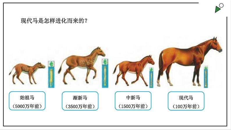 苏教版六上科学3.9《化石告诉我们什么》PPT课件第6页