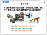 蘇教版六上科學3.10《用化石作證據(jù)》PPT課件