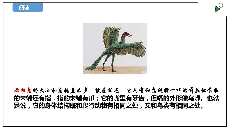 苏教版六上科学3.10《用化石作证据》PPT课件04