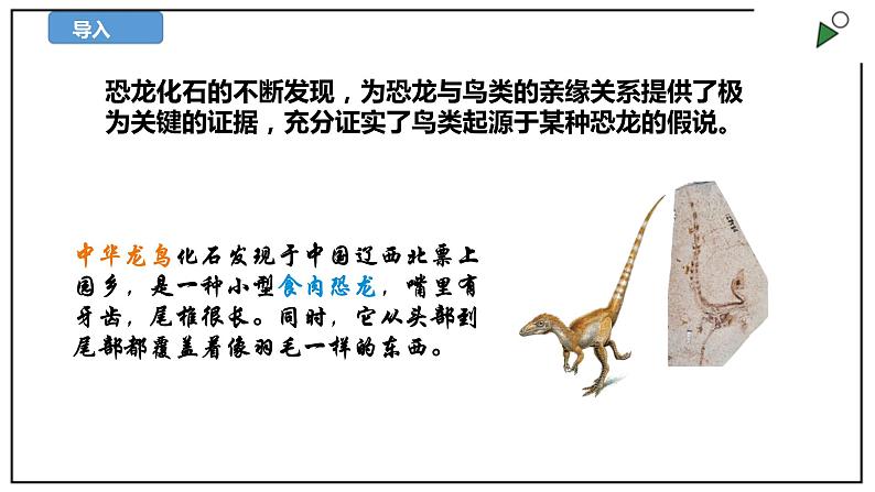 苏教版六上科学3.10《用化石作证据》PPT课件06