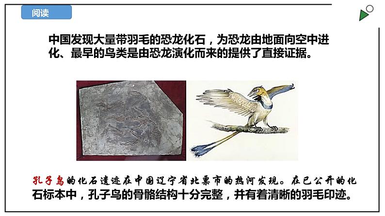 苏教版六上科学3.10《用化石作证据》PPT课件07