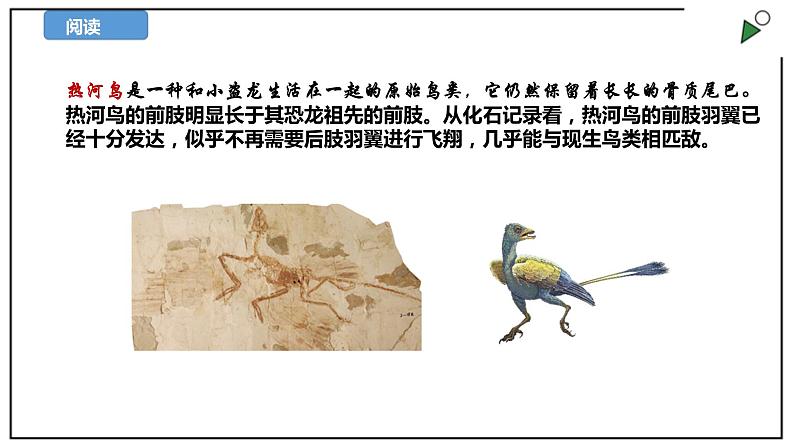 苏教版六上科学3.10《用化石作证据》PPT课件08