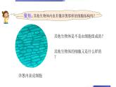 六上 1.5 观察更多的生物细胞 课件