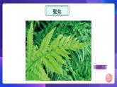 六下 形形色色的植物 课件
