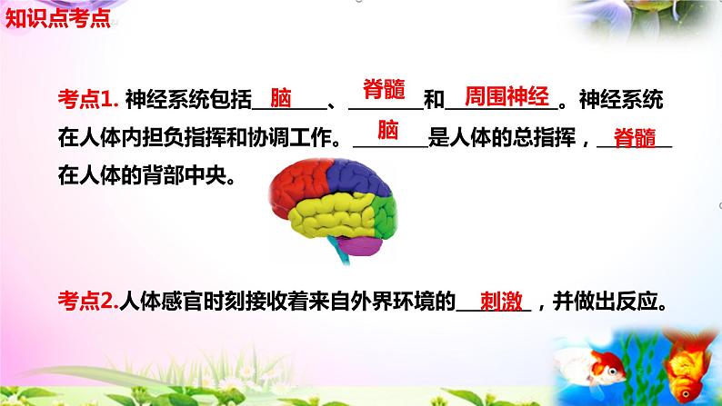 教科版科学五年级上册4.5身体的“联络员”-知识点复习课件+实验+典型试题(动画已调点击出现)03