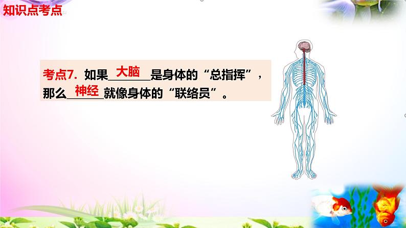 教科版科学五年级上册4.5身体的“联络员”-知识点复习课件+实验+典型试题(动画已调点击出现)06