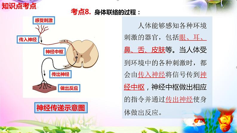 教科版科学五年级上册4.5身体的“联络员”-知识点复习课件+实验+典型试题(动画已调点击出现)07