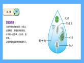 苏教版科学五年级下册 2 微小的生命体 课件
