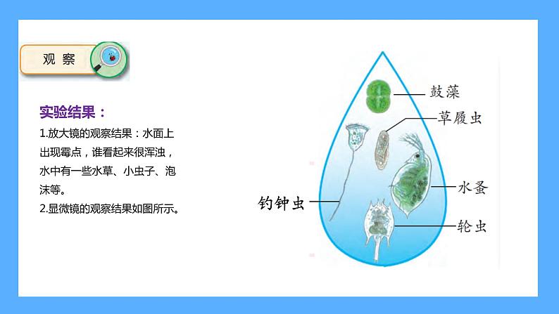 苏教版科学五年级下册 2 微小的生命体第3页