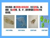 苏教版科学五年级下册 2 微小的生命体 课件