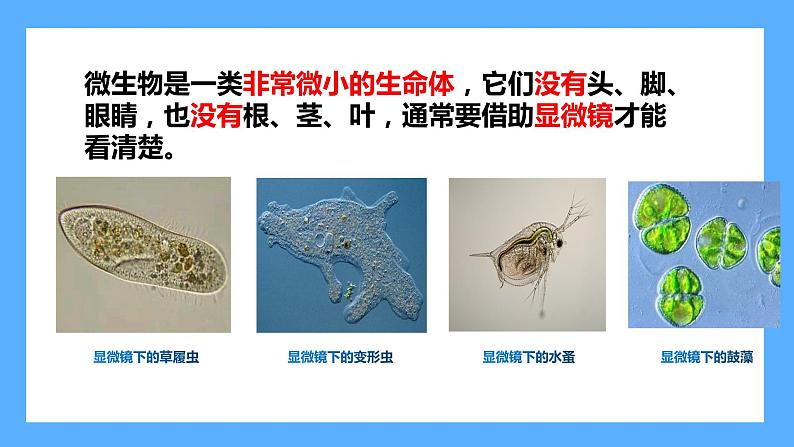 苏教版科学五年级下册 2 微小的生命体第4页