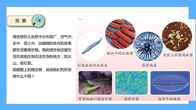 苏教版科学五年级下册 2 微小的生命体第6页