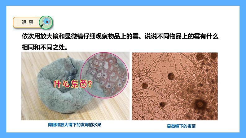 苏教版科学五年级下册 3 发霉与防霉 课件02