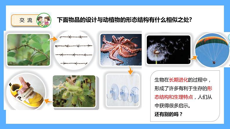 苏教版科学五年级下册 5生物的启示 课件02