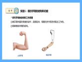 蘇教版科學(xué)五年級(jí)下冊(cè) 8我們來(lái)仿生 課件