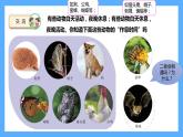 苏教版科学五年级下册 11.昼夜对动物的影响 课件