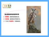 苏教版科学五年级下册 11.昼夜对动物的影响 课件