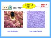 苏教版科学五年级下册 1 搭建生命体的“积木课件