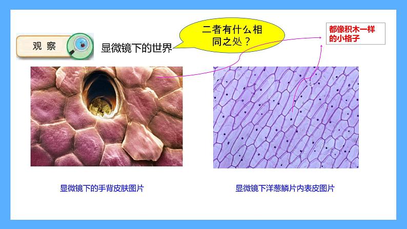 苏教版科学五年级下册 1 搭建生命体的“积木课件04