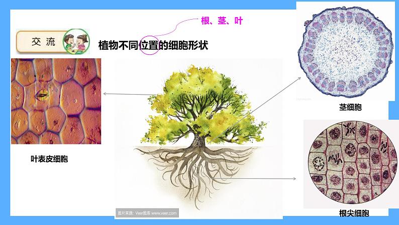 苏教版科学五年级下册 1 搭建生命体的“积木课件06