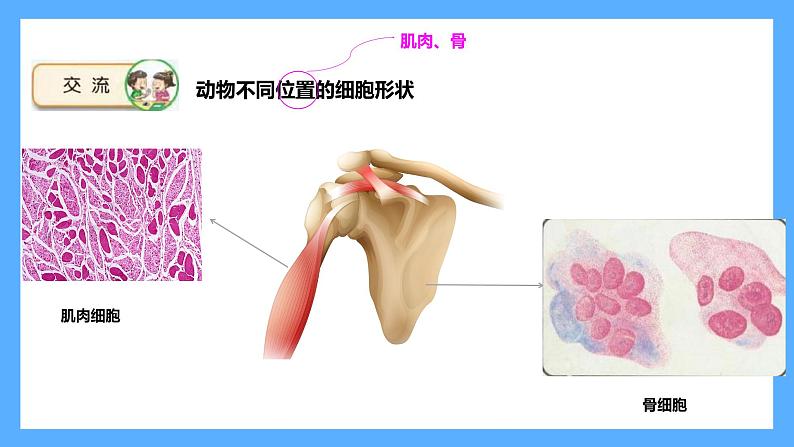 苏教版科学五年级下册 1 搭建生命体的“积木课件07