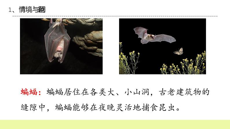 六年级下册冀人版科学第7课 《蝙蝠与雷达》课件PPT+教案03