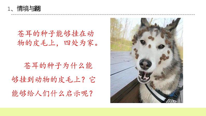 六年级下册冀人版科学第8课 《生物的启示》课件第4页