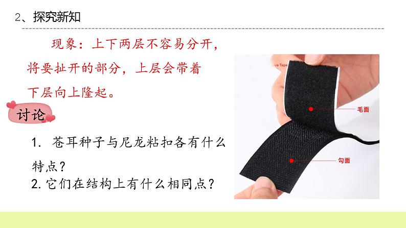 六年级下册冀人版科学第8课 《生物的启示》课件第8页